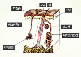 다한증에 관련된 모공사진입니다. 각질층에는 (모공,털,모낭,에크린한선,피지선,에퍼크라인선,기저코일) 으로 구성된 이미지 입니다.